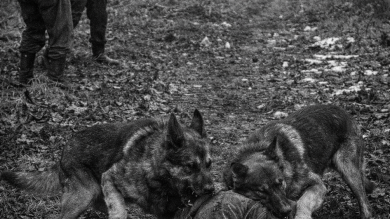 “La caza de las liebres”